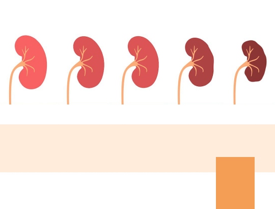 Новый калькулятор: «Расчет скорости клубочковой фильтрации»